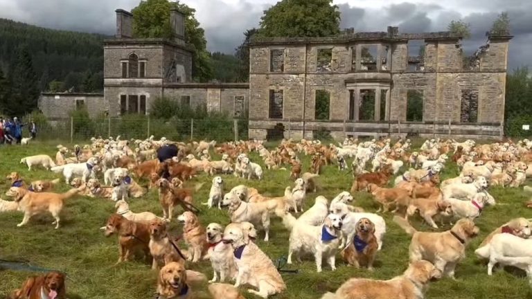 Golden Retrievers Gather Scottish Highlands