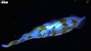 Humboldt Squid Light Communication