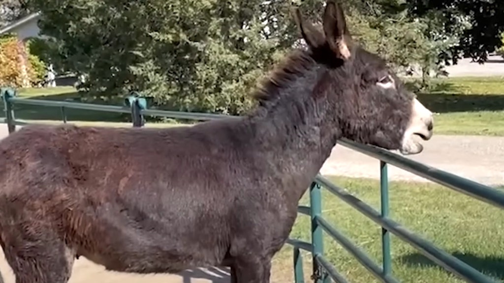 Irvin sassy donkey