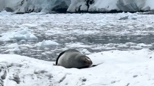 Leopard Seal Singing