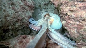 Octopus Irritated with Camera