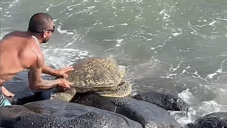 Removing Turtle From Rocks