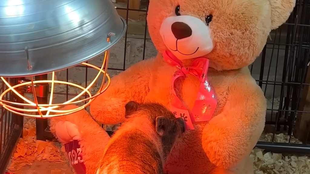 Rescued Piglet Teddy Bear