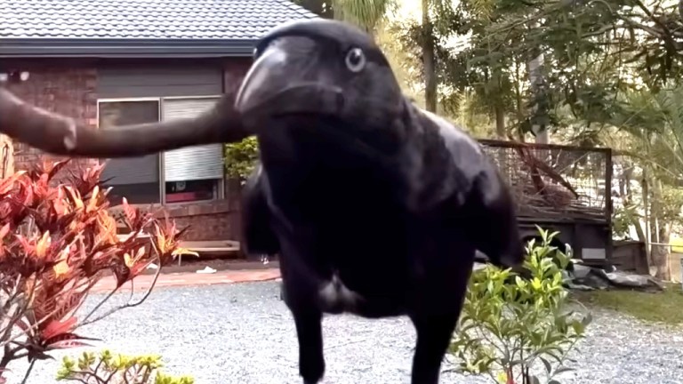 Rescued Raven Wont Leave