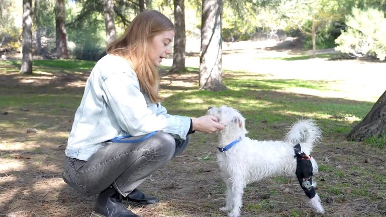 Three Legged Dog Exoskeleton