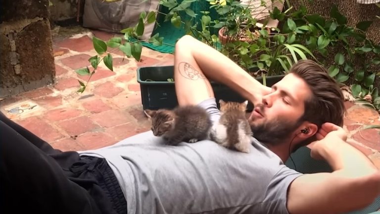 Tiny Kittens Attached to Rescuer