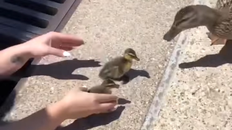 Woman Saves Ducklings From Sewer