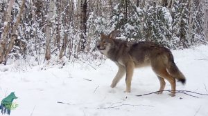 2 Year Highlight Reel Voyageurs Wolf