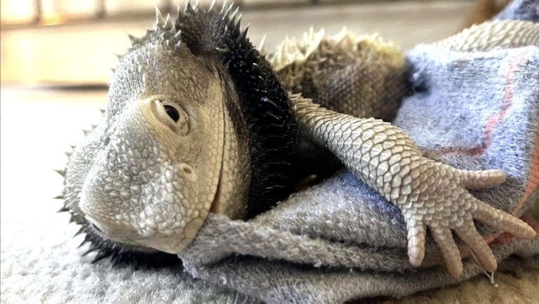 Bearded Dragon Beloved Sock