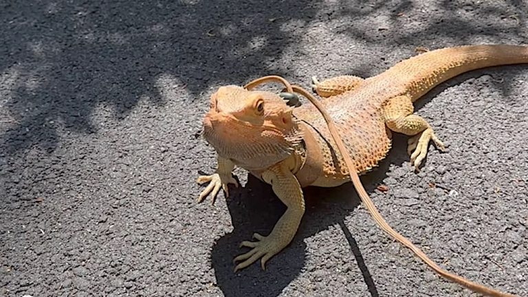 Bearded Dragon Leash