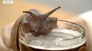 Boozy Beer Loving Snail