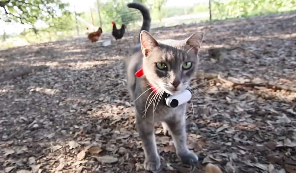 Camera Collar on Farm Cat