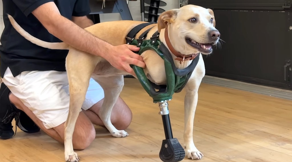 Custom 3D Printed Dog Prosthetic