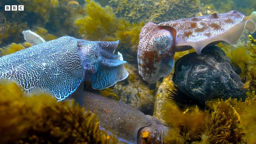 Cuttlefish Mimics Female
