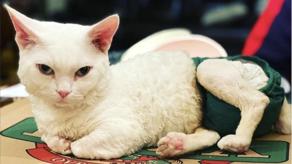 Disabled Kitten Helps Parents Process the Grief of Losing Their Son