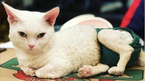 Disabled Cat Adopted