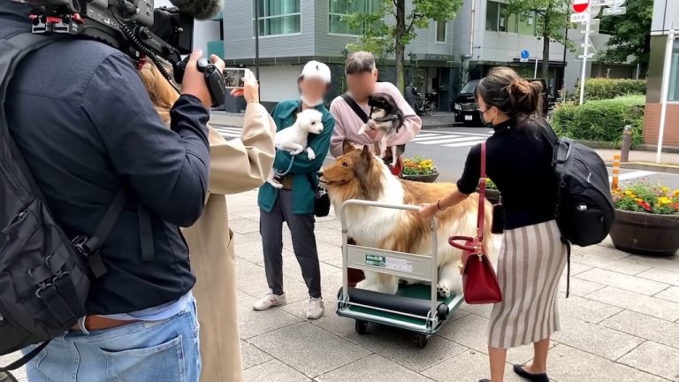 Dog and People React to Man as Dog