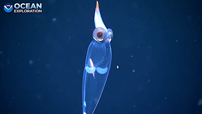 Glass Squid