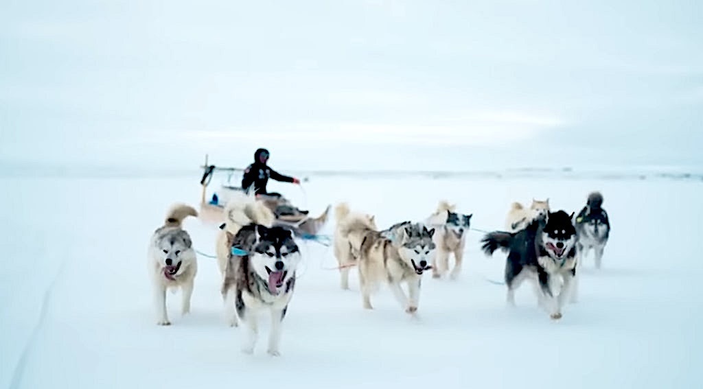 Inuit Sled Dogs