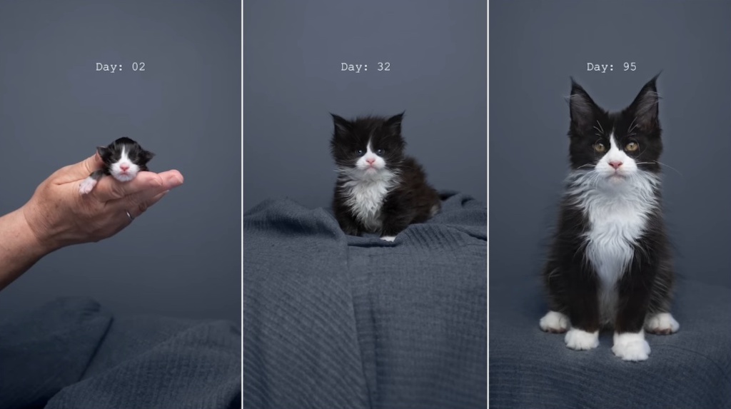 Kitten to Cat Timelapse