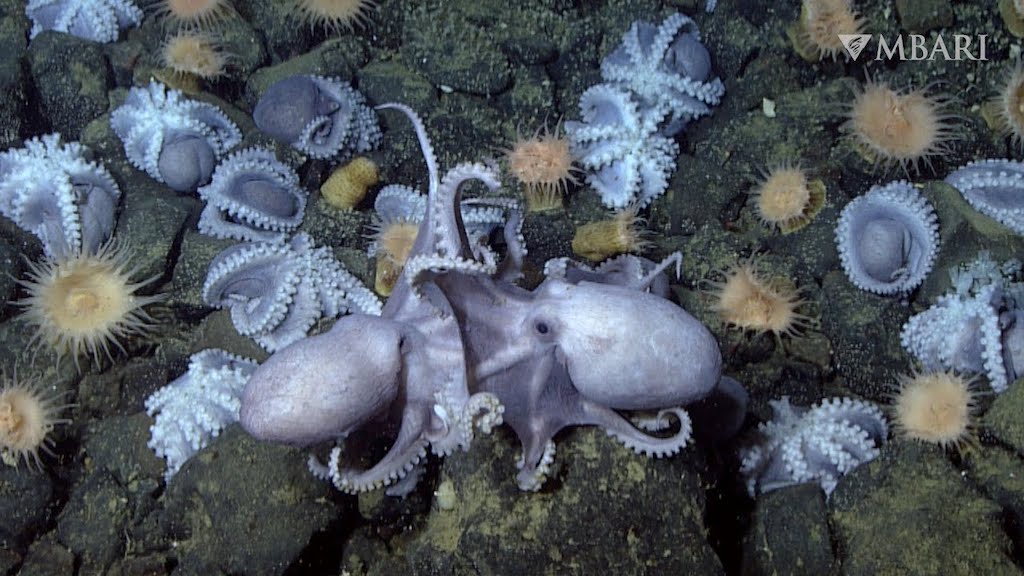 Octopus Thermal Springs