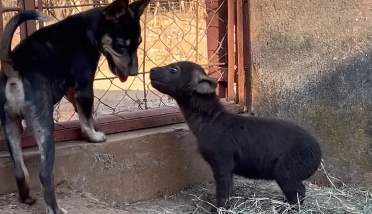 Orphaned Hyena and Puppy