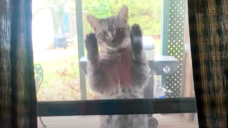 Pregnant Cat Climbs Screen Door