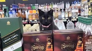 Rescue Cat Live Work Liquor Store