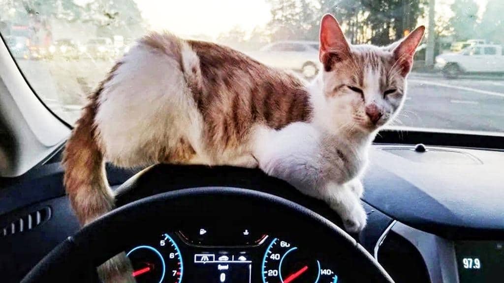 Man Adopts Cat Who Jumped In His Car at Taco Bell