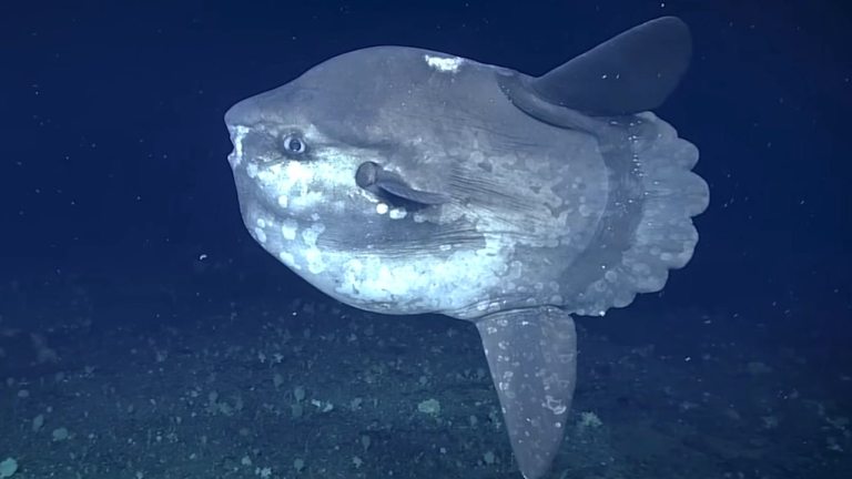 The Insane Biology of Sunfish