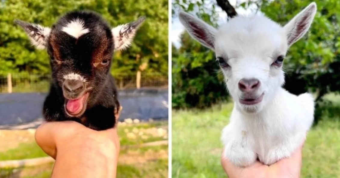 Tiny Goats Fit in Hand
