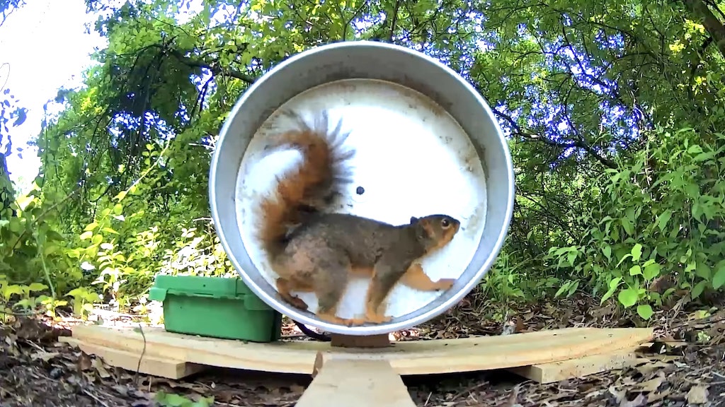 Tricking Squirrel to Charge Phone