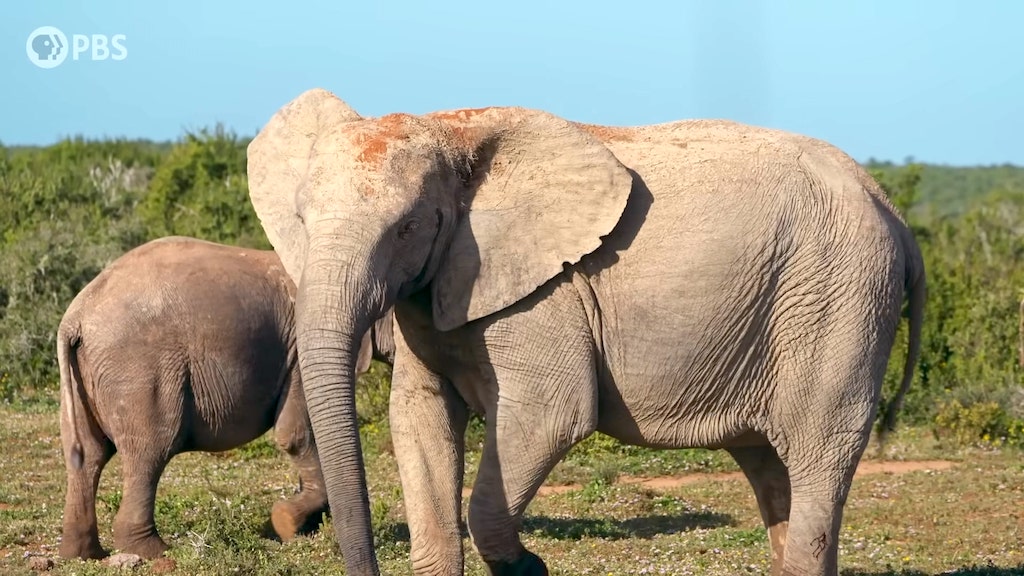 Tuskless Elephants Evolution