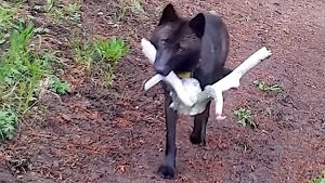 Yellowstone Wolf Brings Toy for Pups