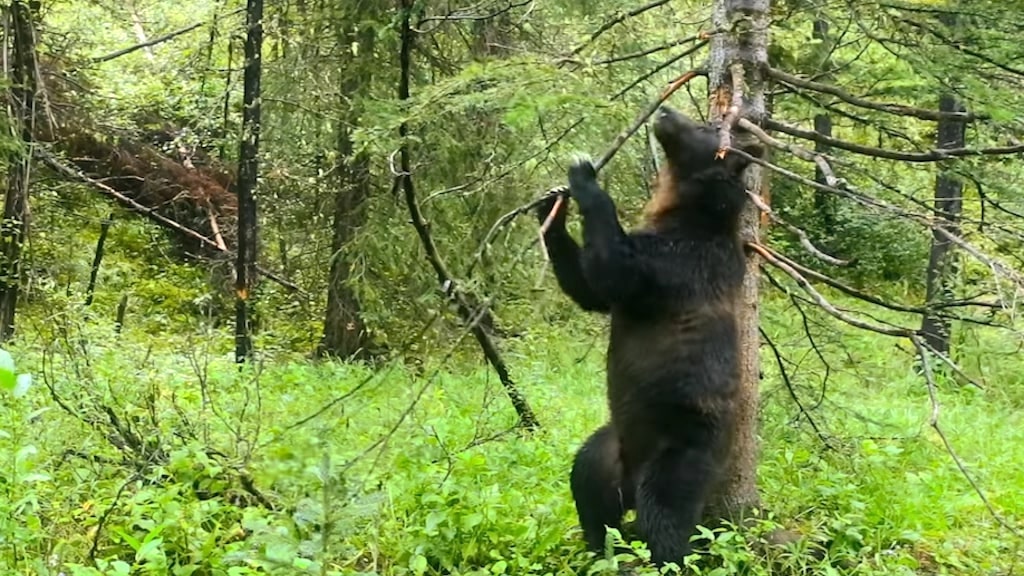 Bears Dancing Provocatively