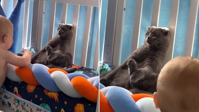 Cat Freezes to Avoid Baby