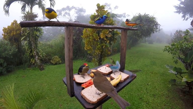 Colorful Bird Feeder