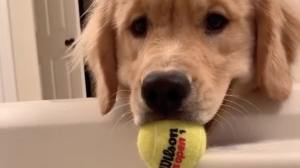 Dog Drops Toys in Bath