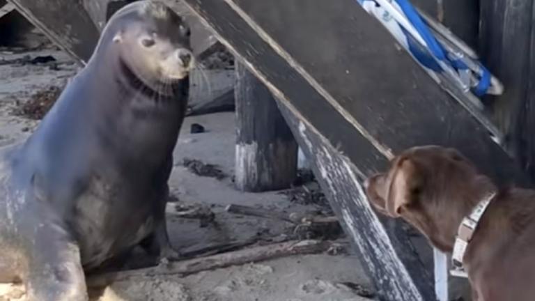 Dog and Sea Lion