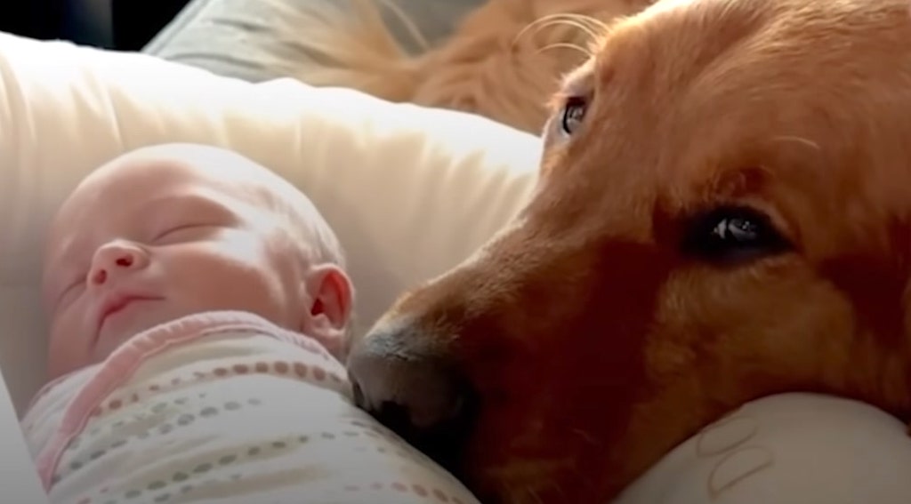 Dog as Baby Protector