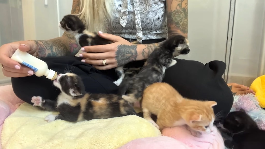 Feeding Hungry Kittens