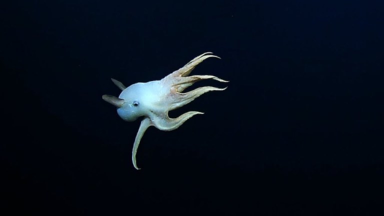 Ghostly Dumbo Squid