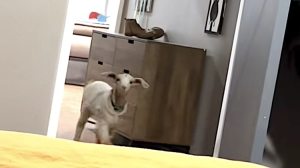 Goat Cries for Human