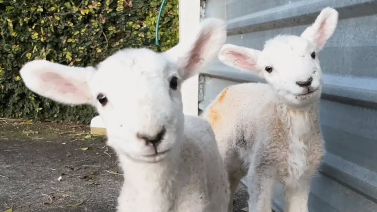 Lambs Rescuer Mommy