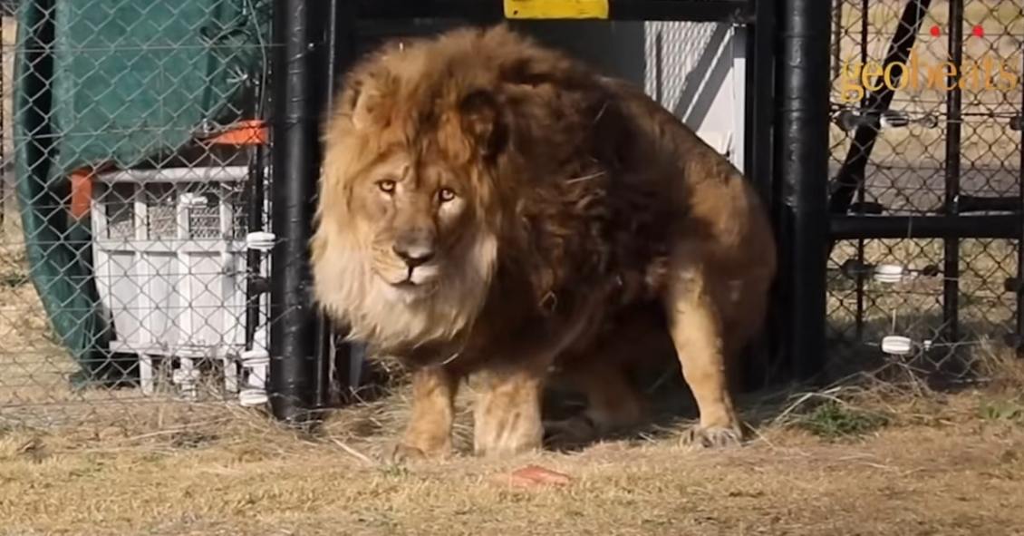 Lion Touches Grass for First Time