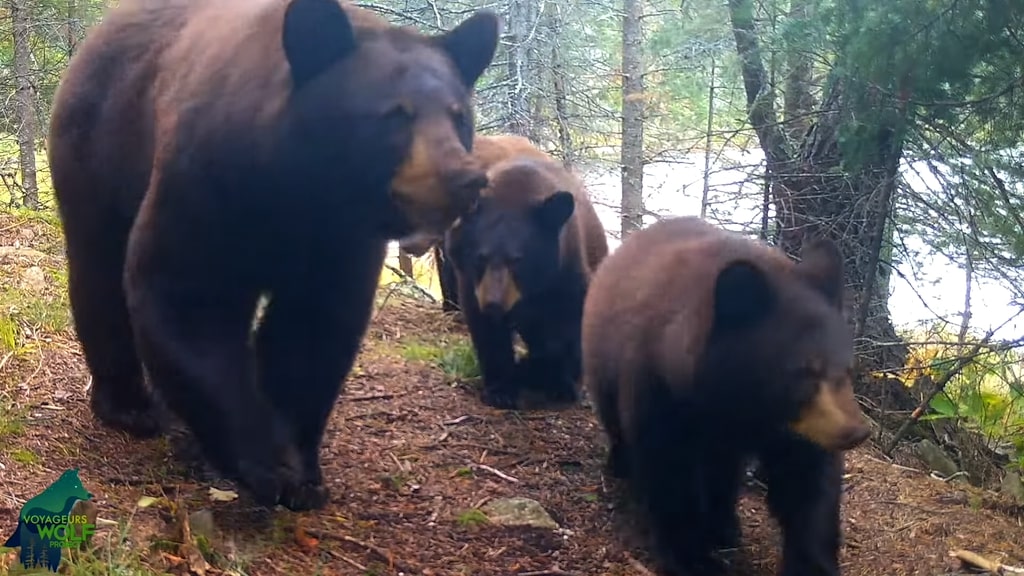Mama Bear and Cubs Mess With Cameras