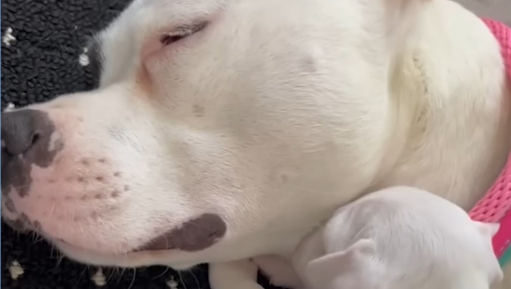 Mama Dog Sleeps When Puppies are Safe