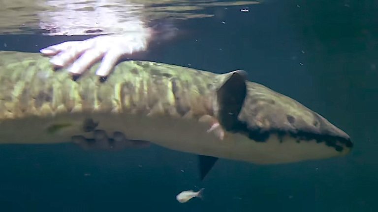 Methuselah Australian Lungfish