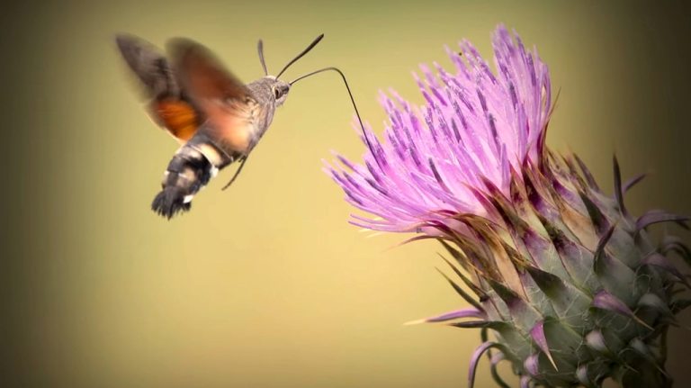 Moth that looks like a hummingbird