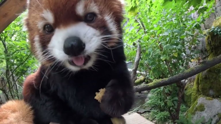 Red Panda Treats